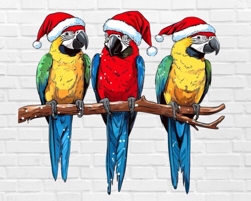 Christmas parrots PNG with tropical birds in Santa hats – holiday clipart white background digital download